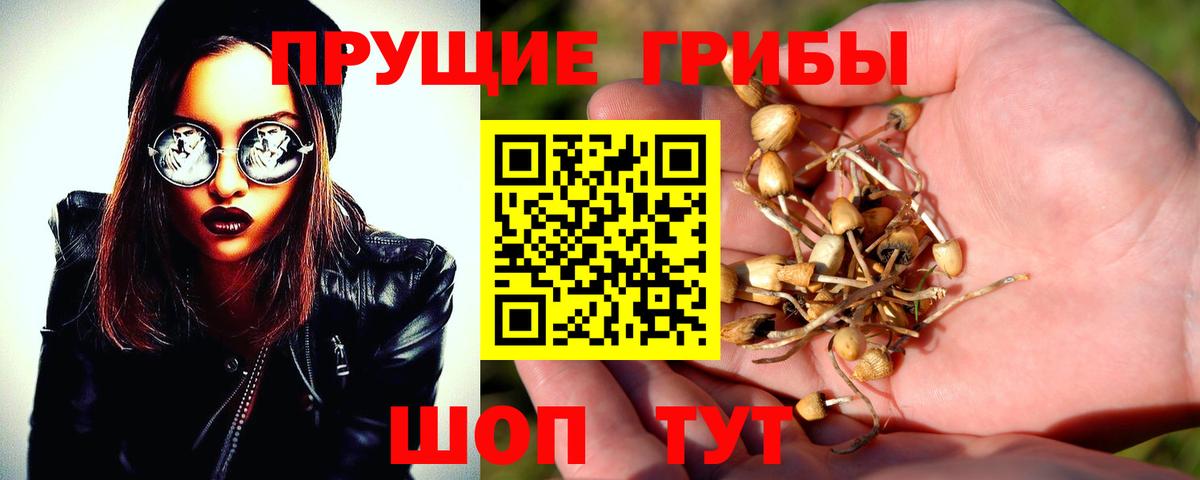 Сибай  Галлюциногенные грибы Psilocybe  Вход с VPN  Псилоцибиновые грибы Psilocybine cubensis 